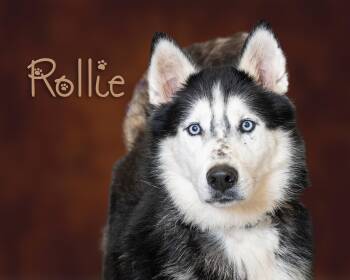 Rollie -  Husky Dog for Adoption in Somerset, Pennsylvania - Rollie | PetCurious