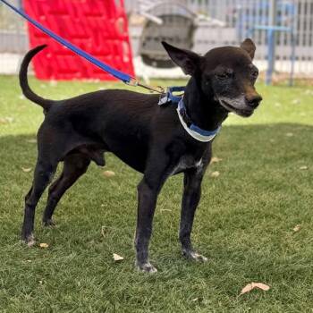 Kermit -  Chihuahua Dog for Adoption in Walnut Creek, California - Kermit | PetCurious