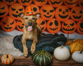 Rescue German Shepherd Dog and Mixed Breed Dogs for Adoption in Humble, Texas - Dax | PetCurious