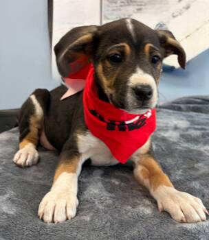 German Shepherd Dog and American Staffordshire Terrier Dogs Available for Adoption - Rainbow | PetCurious