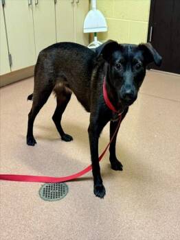 Labrador Retriever and Feist Dogs Available for Adoption in Cookeville, Tennessee - FUDGIE | PetCurious