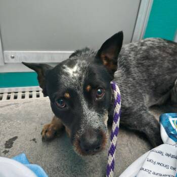 Chris -  Australian Cattle Dog Blue Heeler Dog for Adoption in Idaho Falls, Idaho - Chris | PetCurious