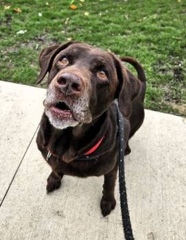 Rescue Labrador Retriever and Mixed Breed Dogs for Adoption in Twinsburg, Ohio - Diglet | PetCurious