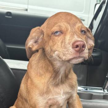 Sully -  Catahoula Leopard Dog Dog for Adoption in Enterprise, Alabama - Sully | PetCurious