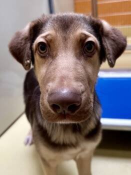 Rescue Mixed Breed Dogs for Adoption in Wichita, Kansas - Shoe | PetCurious