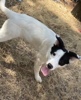 26Jack -  Border Collie and Great Pyrenees Dog for Adoption in Shingle Springs, California - 26Jack | PetCurious
