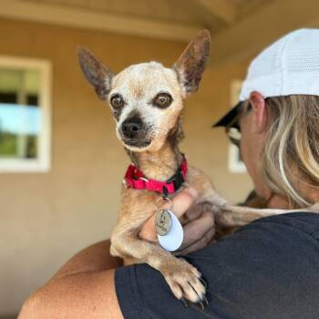 Rue -  Chihuahua Dog for Adoption in Ramona, California - Rue | PetCurious