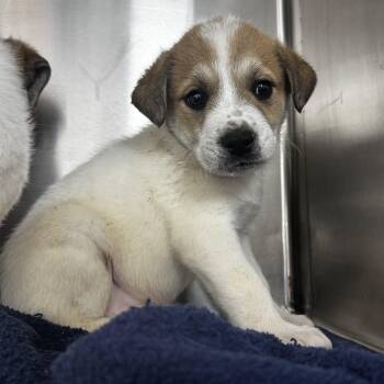 Great Pyrenees and Mixed Breed Dogs Available for Adoption - Aria | PetCurious