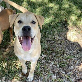 Rescue Yellow Labrador Retriever Dogs for Adoption in Seguin, Texas - Charlie | PetCurious