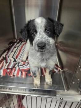 Cattle Dog and Mixed Breed Dogs Available for Adoption in Beatrice, Nebraska - Rolly Polly | PetCurious