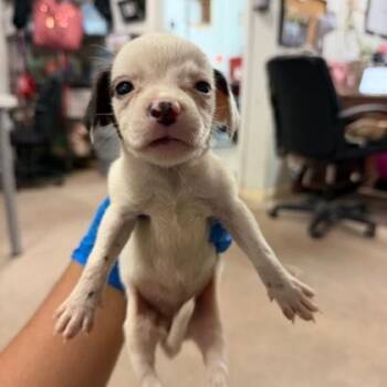 Squirt -  Retriever and Mixed Breed Dog for Adoption in Morton Grove, Illinois - Squirt | PetCurious