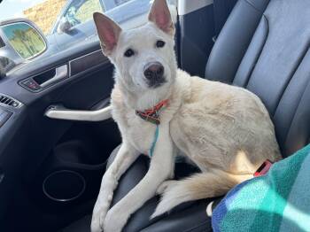 Brian -  Shepherd Dog for Adoption in San Antonio, Texas - Brian | PetCurious