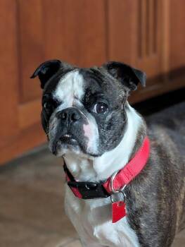 Boston Terrier Dogs Available for Adoption in Scottsdale, Arizona - Ro | PetCurious