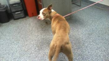 A1265693 -  Pit Bull Terrier Dog for Adoption in Charlotte, North Carolina - A1265693 | PetCurious