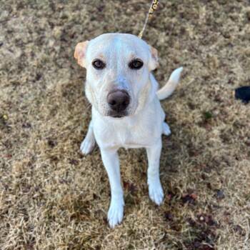 Shepherd and Mixed Breed Dogs Available for Adoption - Sugar Cookie | PetCurious