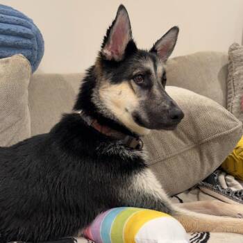 Mixed Breed Dogs Available for Adoption in Chattanooga, Tennessee - Atlas | PetCurious