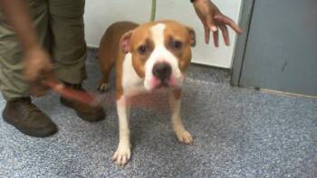 SIR -  Pit Bull Terrier Dog for Adoption in Charlotte, North Carolina - SIR | PetCurious
