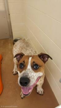 Rasta -  Pit Bull Terrier and Australian Cattle Dog Blue Heeler Dog for Adoption in Houghton Lake, Michigan - Rasta | PetCurious