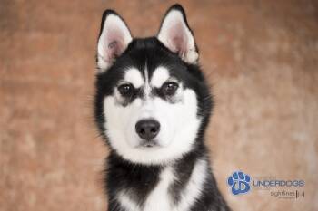 Rescue Husky Dogs for Adoption in Winnipeg, Manitoba - Newman | PetCurious
