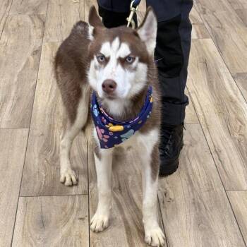 Husky Dogs Available for Adoption - Tyler | PetCurious