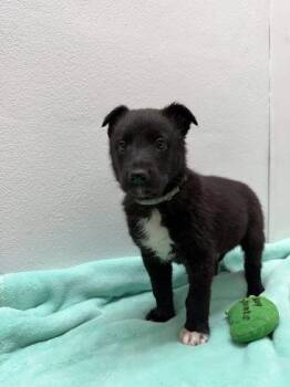 Shepherd and Catahoula Leopard Dog Dogs Available for Adoption - Jagger | PetCurious