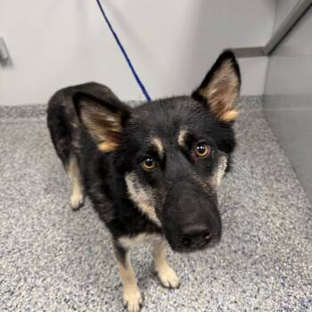 Shepherd and Mixed Breed Dogs Available for Adoption in Greenville, South Carolina - Sasha | PetCurious