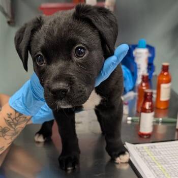 Black Labrador Retriever Dogs Available for Adoption in Greenville, South Carolina - Prissy | PetCurious