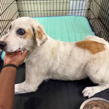 Mixed Breed Dogs Available for Adoption in Columbus, Georgia - 04/22/2026-Stray-HaroldStreet | PetCurious
