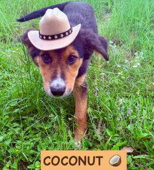 Coconut -  Collie and Shepherd Dog for Adoption in Traverse City, Michigan - Coconut | PetCurious