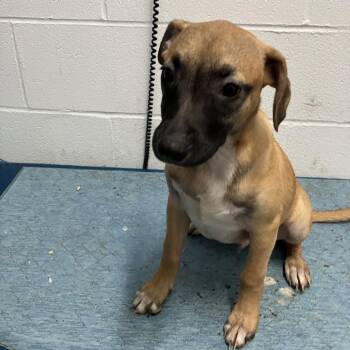 Robbie -  Black Mouth Cur and Shepherd Dog for Adoption in Louisville, Kentucky - Robbie | PetCurious