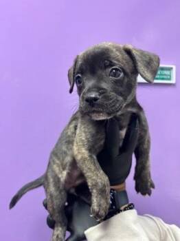 Mixed Breed Dogs Available for Adoption in El Paso, Texas - 60842364 | PetCurious