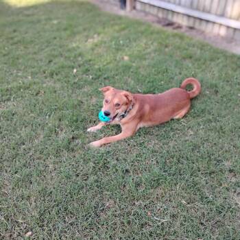 Rescue Shepherd Dogs for Adoption in Salisbury, Maryland - Niko | PetCurious