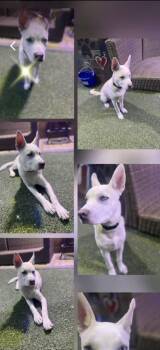 Rescue Pit Bull Terrier and Husky Dogs for Adoption - Cosmo | PetCurious