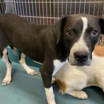 ACE -  Mixed Breed Dog for Adoption in Memphis, Tennessee - ACE | PetCurious