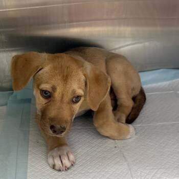 Rescue Shepherd and Terrier Dogs for Adoption in Bastrop, Texas - Nanette 25-09-123 | PetCurious