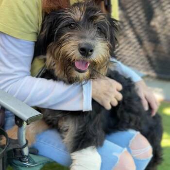 Flynn A2300399 -  Poodle and Schnauzer Dog for Adoption in Los Angeles, California - Flynn A2300399 | PetCurious
