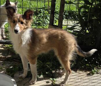 Shetland Sheepdog Sheltie Dogs Available for Adoption in Woodsfield, Ohio - LASSIE | PetCurious