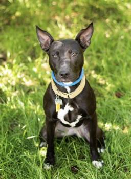 Jenna -  Mixed Breed Dog for Adoption in Hamilton, Ohio - Jenna | PetCurious