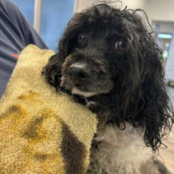 Little Bit -  Bichon Frise and Cockapoo Dog for Adoption in Orange, Virginia - Little Bit | PetCurious