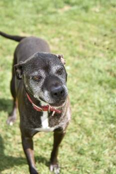 Hank -  Pit Bull Terrier and Labrador Retriever Dog for Adoption in Barton, Vermont - Hank | PetCurious