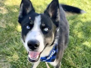 Siberian Husky Dogs Available for Adoption in Pueblo, Colorado - MAXIMUS | PetCurious