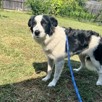 Rescue Border Collie Dogs for Adoption in The Woodlands, Texas - Opal | PetCurious