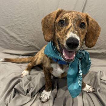 Raisin -  Mixed Breed Dog for Adoption in Canal Winchester, Ohio - Raisin | PetCurious