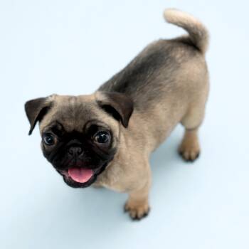 Pug Dogs Available for Adoption in Scottsdale, Arizona - Miso | PetCurious