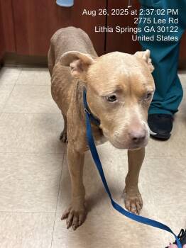 Rescue Pit Bull Terrier Dogs for Adoption in Douglasville, Georgia - Toasty | PetCurious