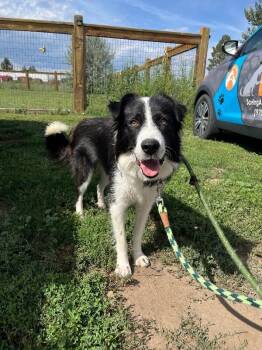 Celia May -  Border Collie and Mixed Breed Dog for Adoption in Fort Collins, Colorado - Celia May | PetCurious