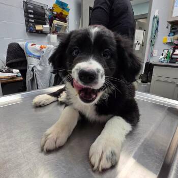 Petey -  Mixed Breed Dog for Adoption in Dayton, Ohio - Petey | PetCurious