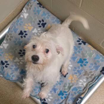 Terrier Dogs Available for Adoption - Astrid | PetCurious