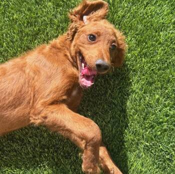 Red -  Poodle Dog for Adoption in Washington, Utah - Red | PetCurious