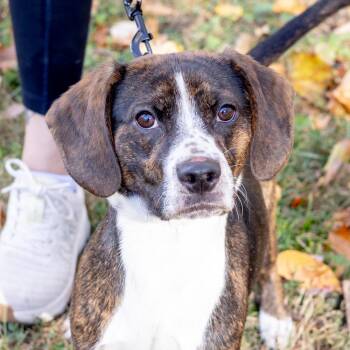 Rescue Beagle Dogs for Adoption in West Grove, Pennsylvania - Doc  (Male)     Avail  11/15 | PetCurious